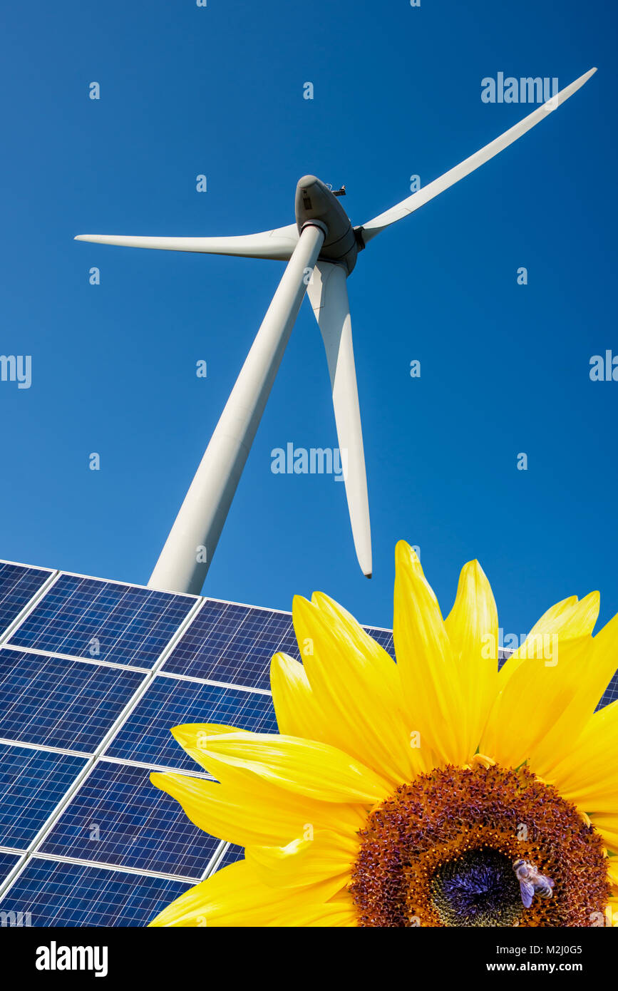Girasole, blu celle solari e la turbina eolica, ambiente e cambiamento climatico concept Foto Stock