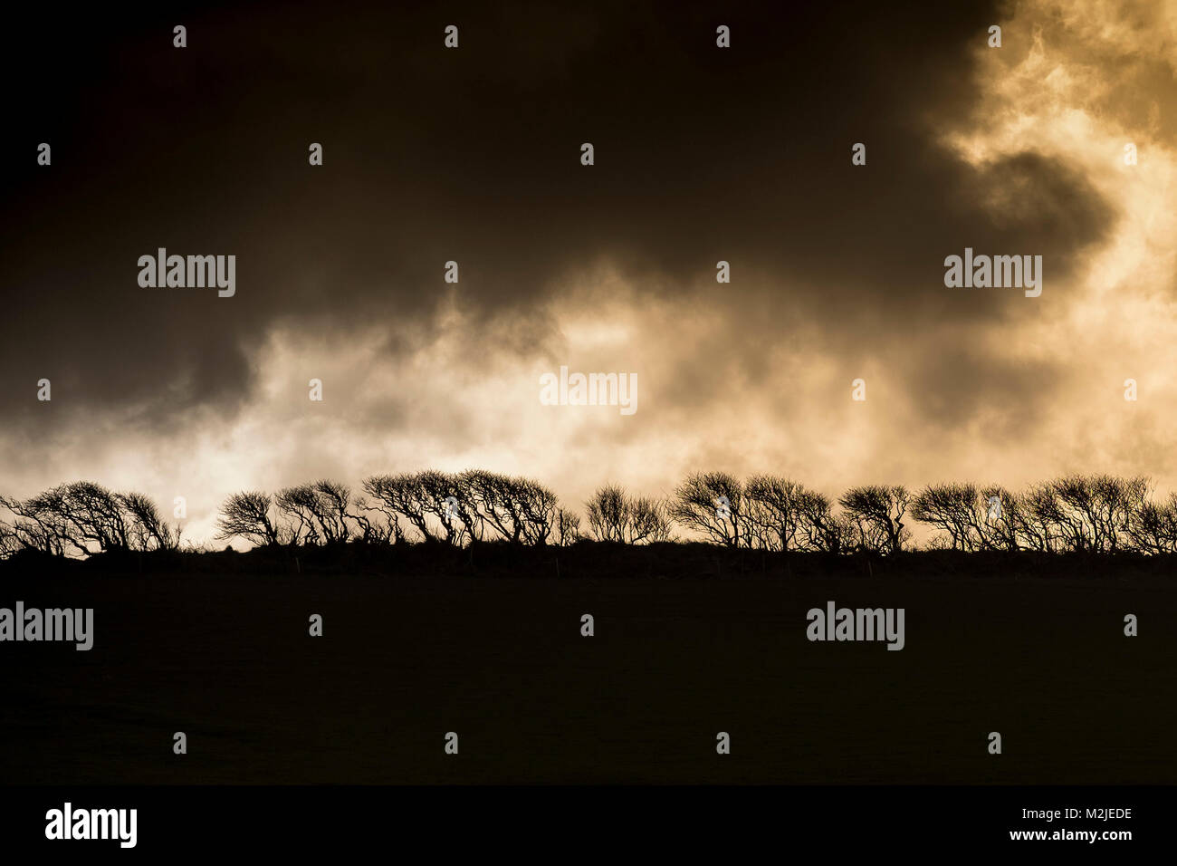 Una siepe stagliano contro un oscuro moody sky. Foto Stock