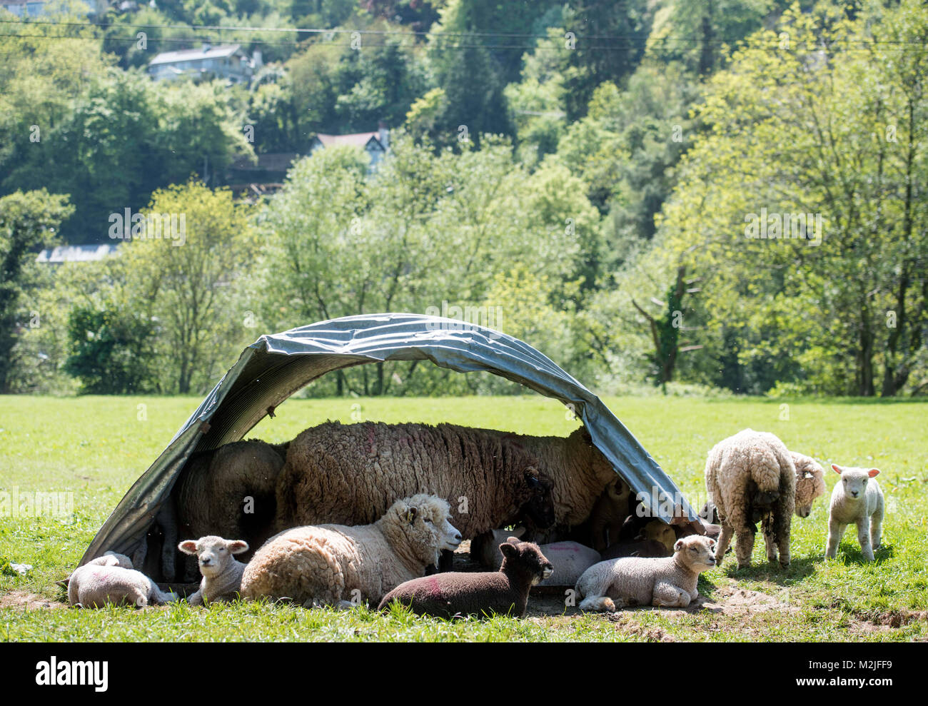 Pecore competere per ombra in un campo nei pressi di Symonds Yat in Herefordshire, Regno Unito Foto Stock