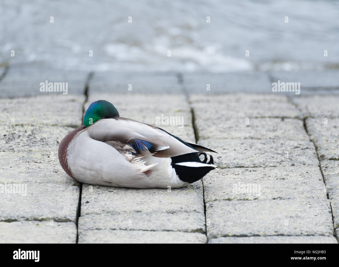 Mallard drake in appoggio sulla riva del fiume Elba. Foto Stock