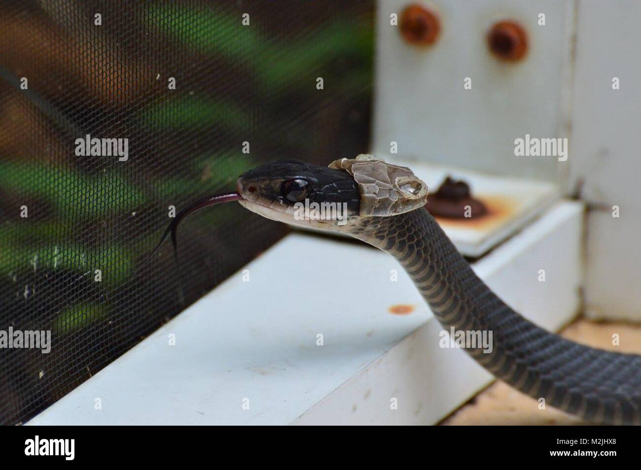 Serpente nero Foto Stock