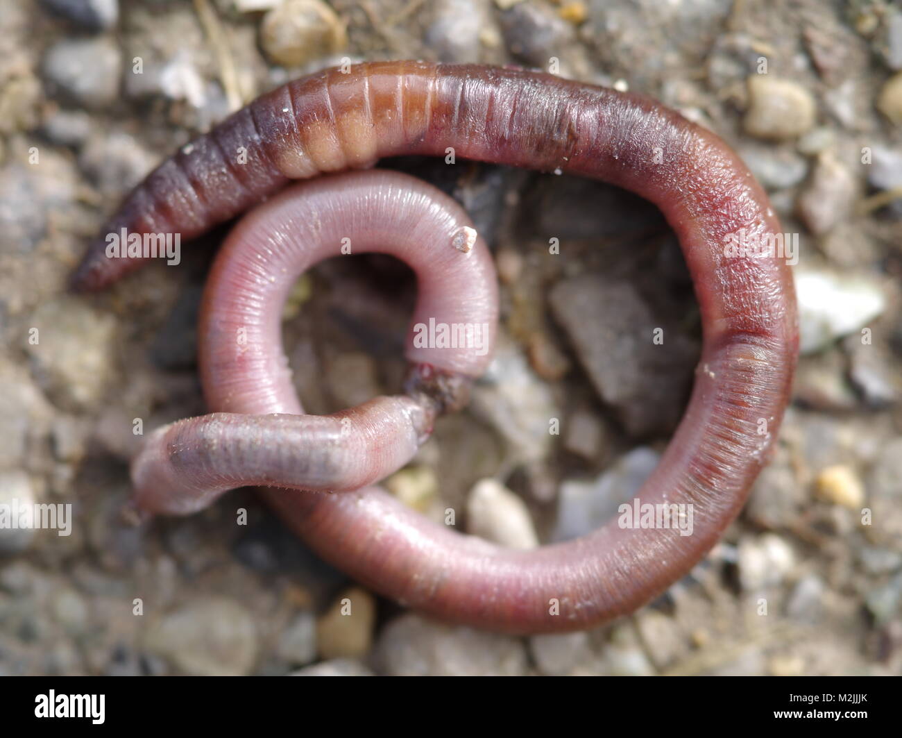 Worm danneggiati sul terreno Foto Stock