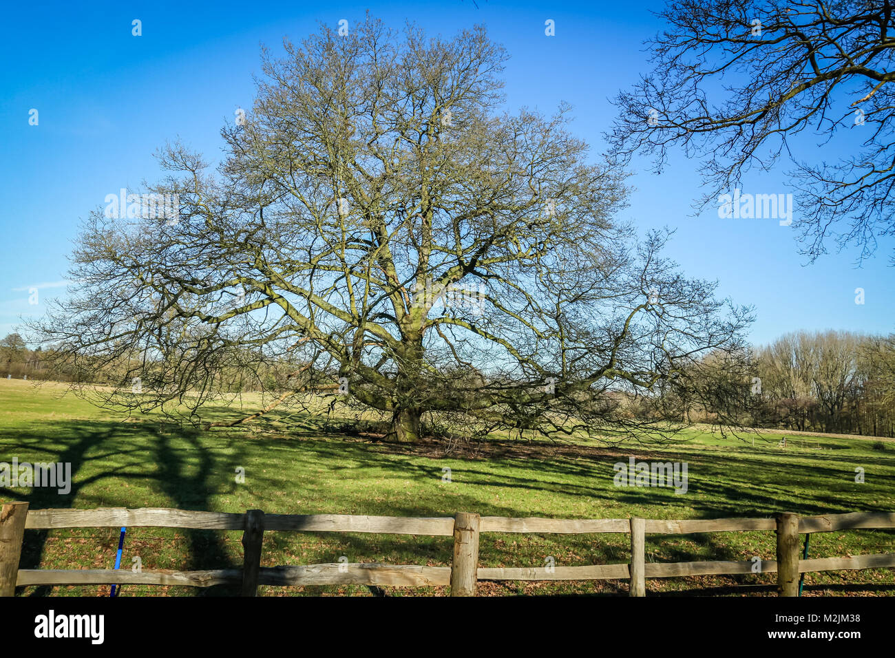 Un magnifico antico albero di quercia in un paese park Foto Stock