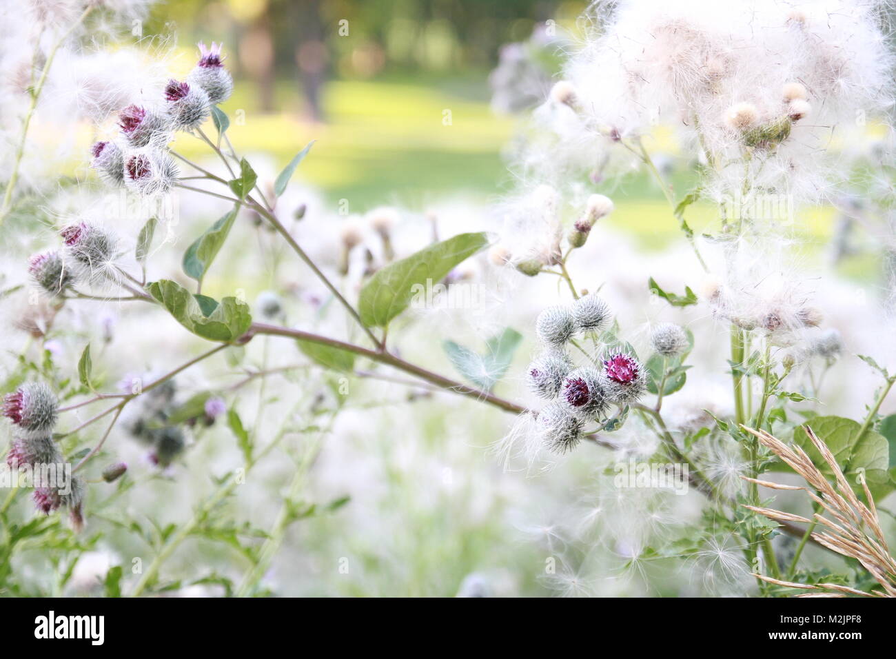 Numerose le foto scattate in una giornata di sole di fine estate caduto le mele su un pendio, prato verde cortile interno e fiori selvatici in grande bianco Foto Stock