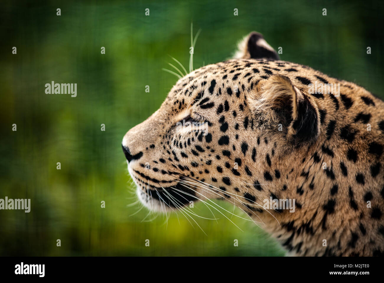 Leopardo persiano, close up volto ritratto, naturale su sfondo verde Foto Stock