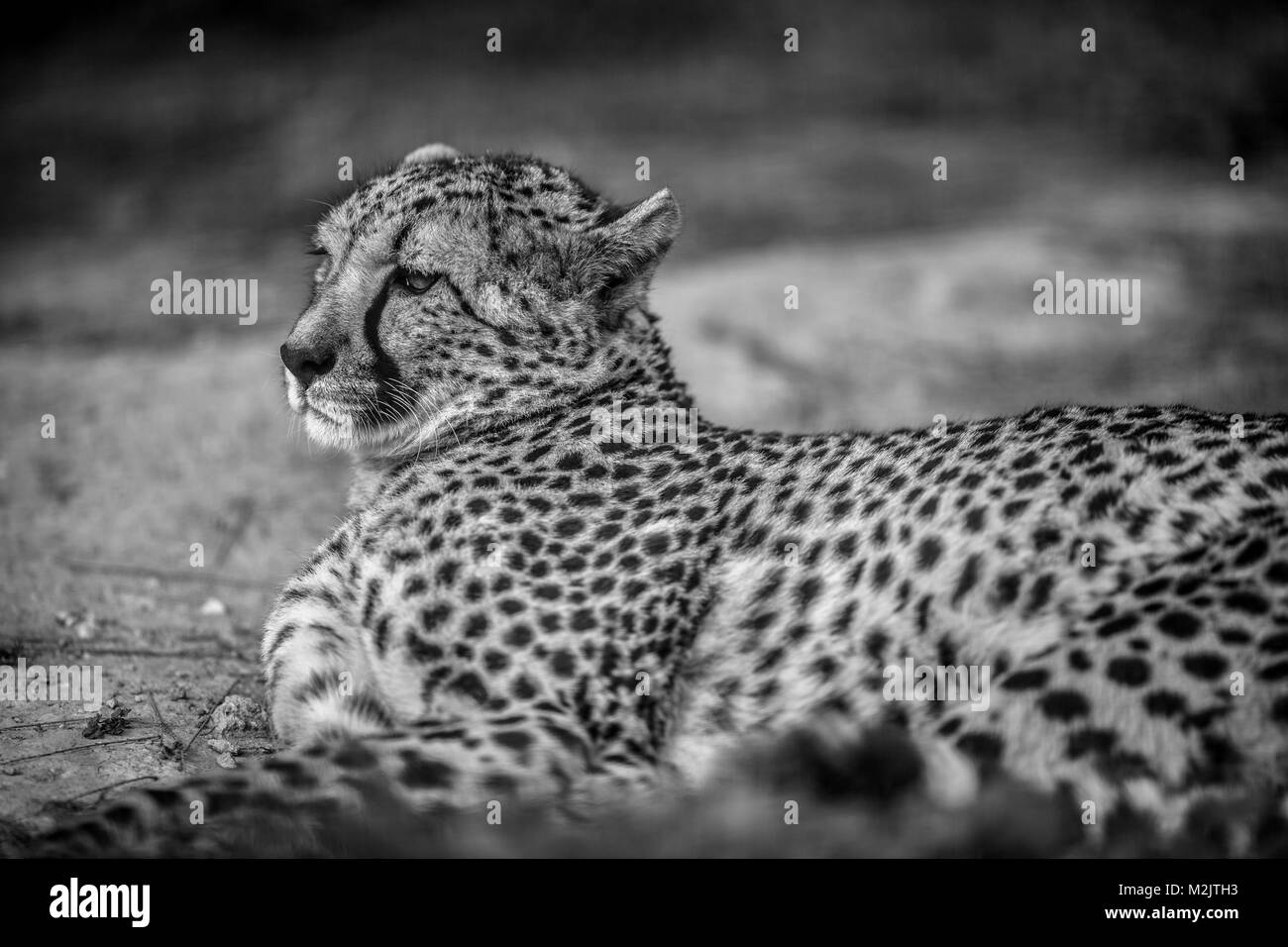 Bella Wild Ghepardo Poggiante Su Campi Verdi Vicino In Bianco E Nero Foto Stock Alamy