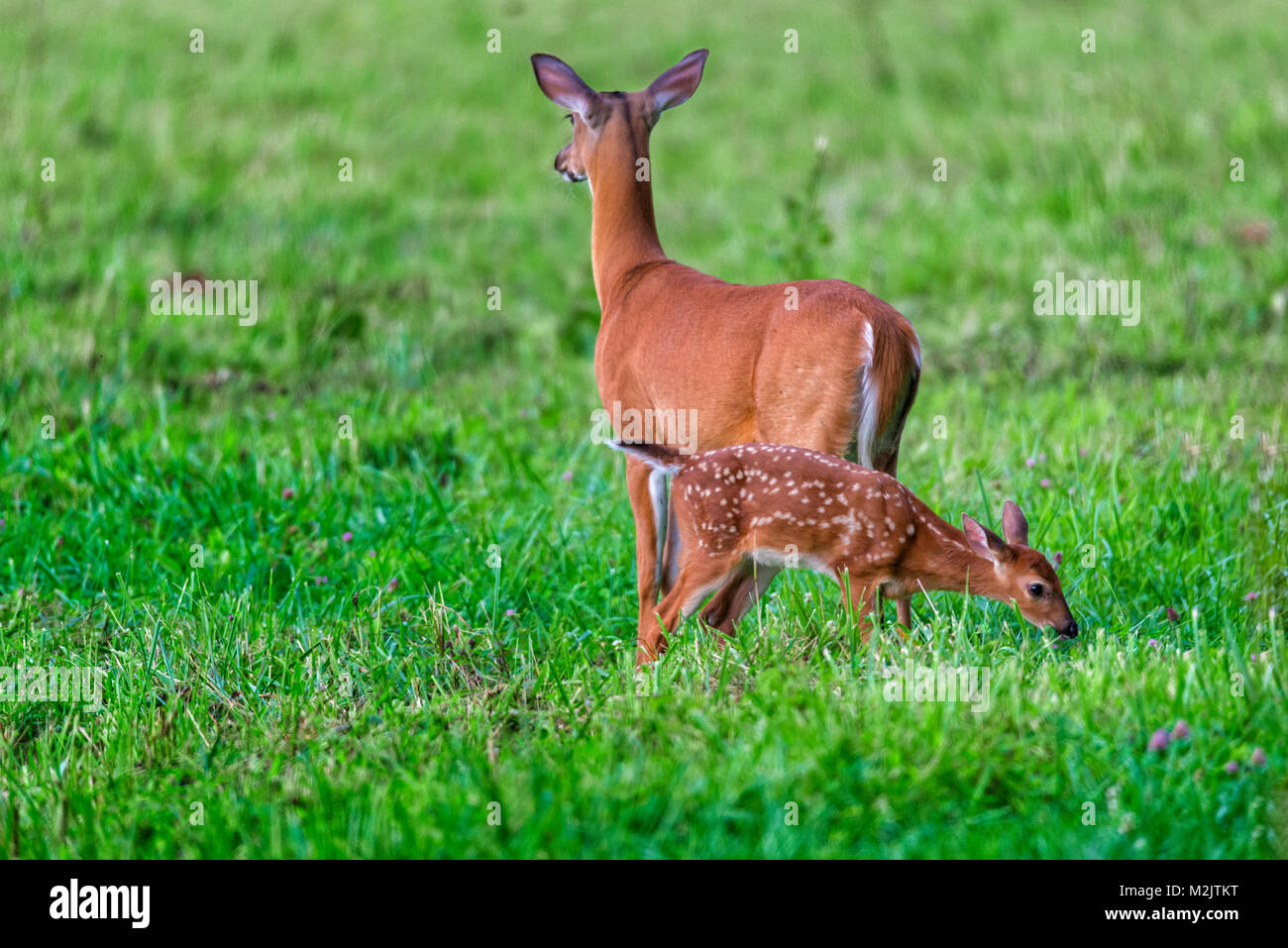 Inquadratura orizzontale di un cerbiatto con la madre in un campo verde Foto Stock