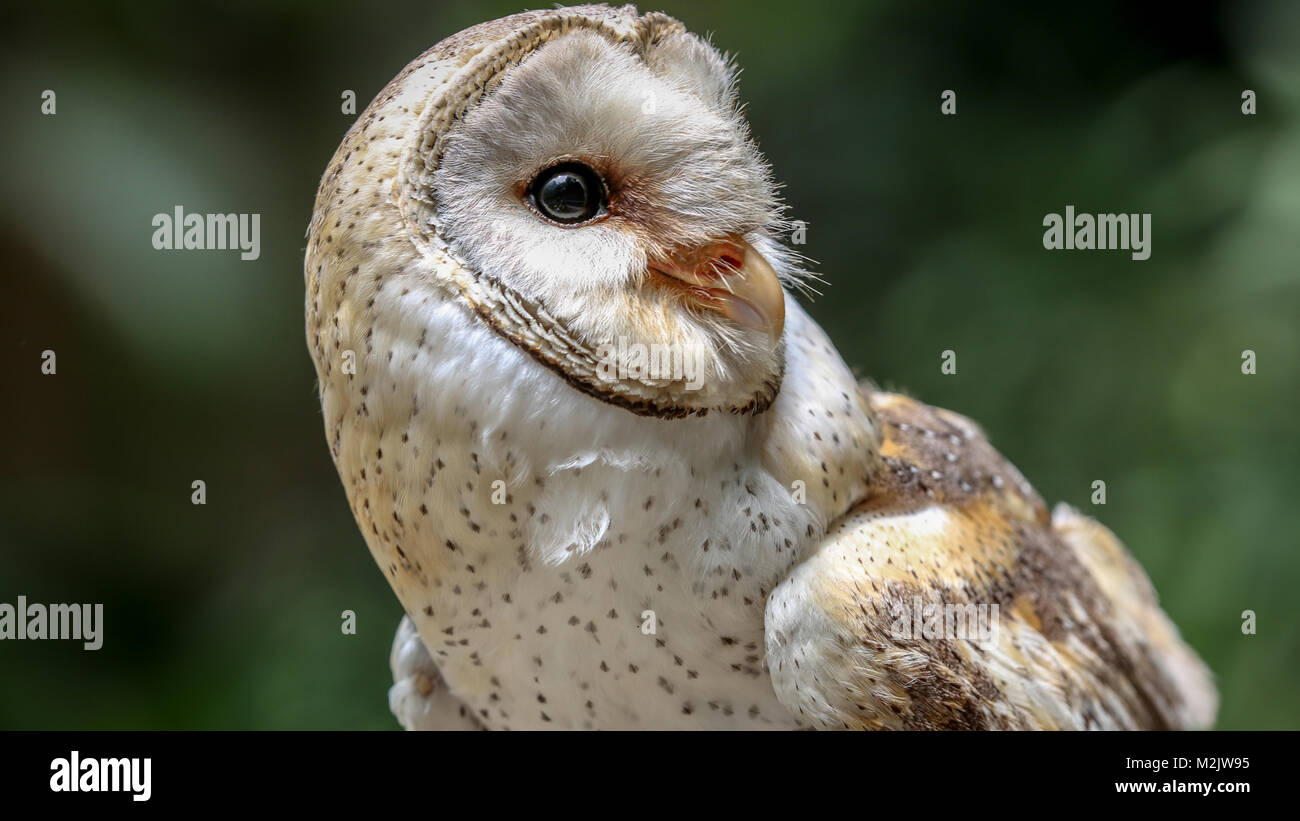 'Scratch' il barbagianni presso il fiume Umgeni Bird Park a Durban, KZN, Sud Africa Gennaio 2018 Foto Stock