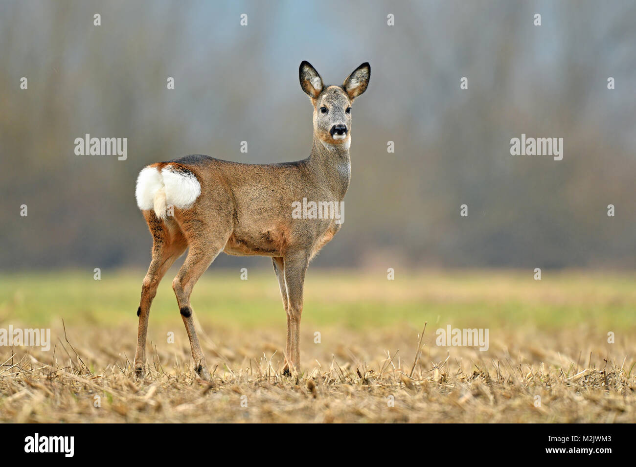 Selvatica caprioli in piedi in un campo Foto Stock