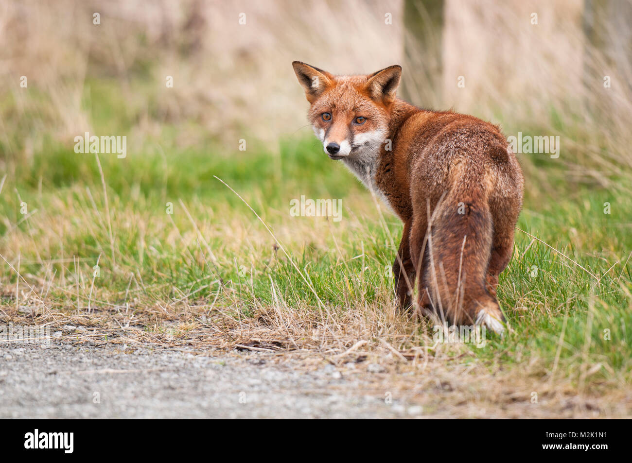 Volpe (Vulpes vulpes), Adulto, guardando sopra la sua spalla, a RSPB Saltholme, Middlesbrough, Teesside. Marzo. Foto Stock