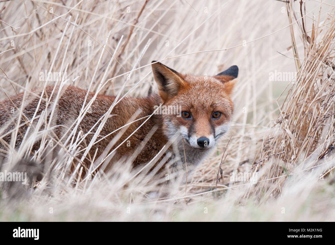 Volpe (Vulpes vulpes), adulto, in agguato in erba lunga, a RSPB Saltholme, Middlesbrough, Teesside. Marzo. Foto Stock