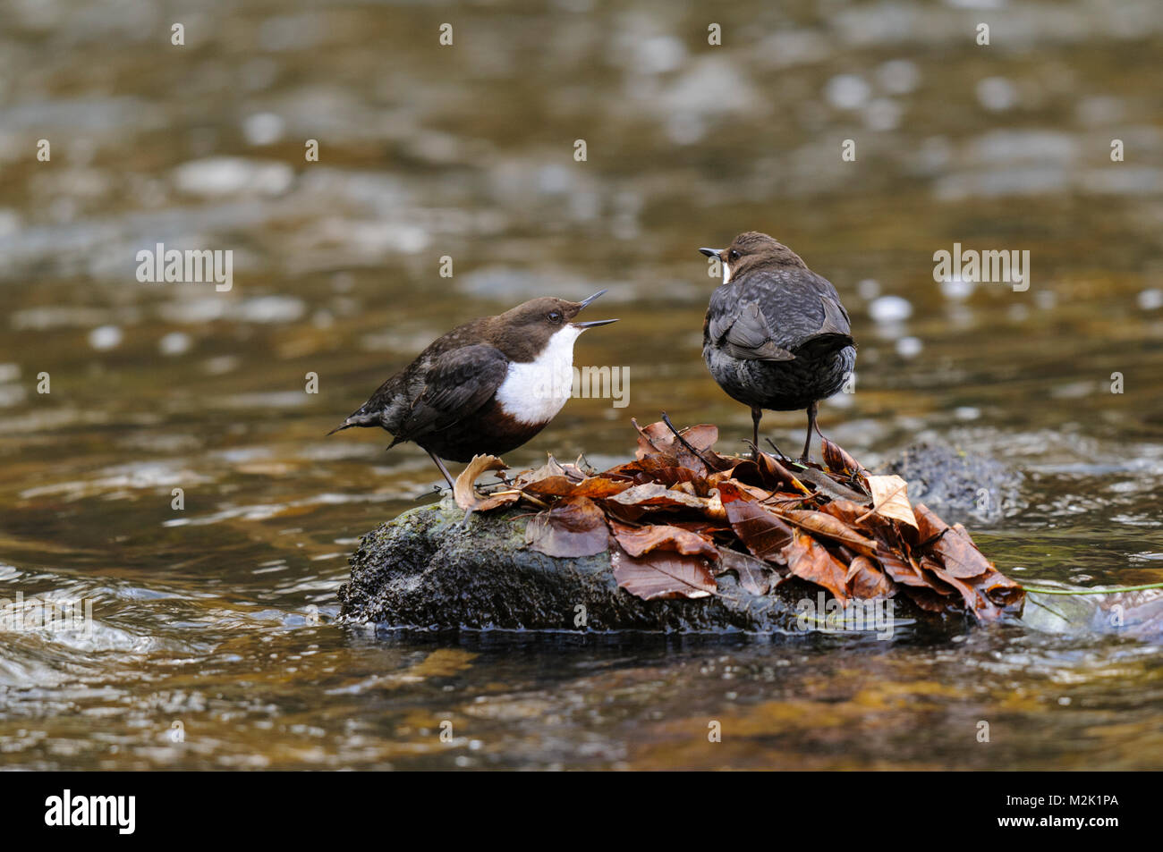 Campionatori a immersione (Cinclus cinclus), una coppia di adulti e un canto, arroccato su una foglia-coperto roccia nel fiume Skell vicino a Ripon, North Yorkshire. Marzo. Foto Stock