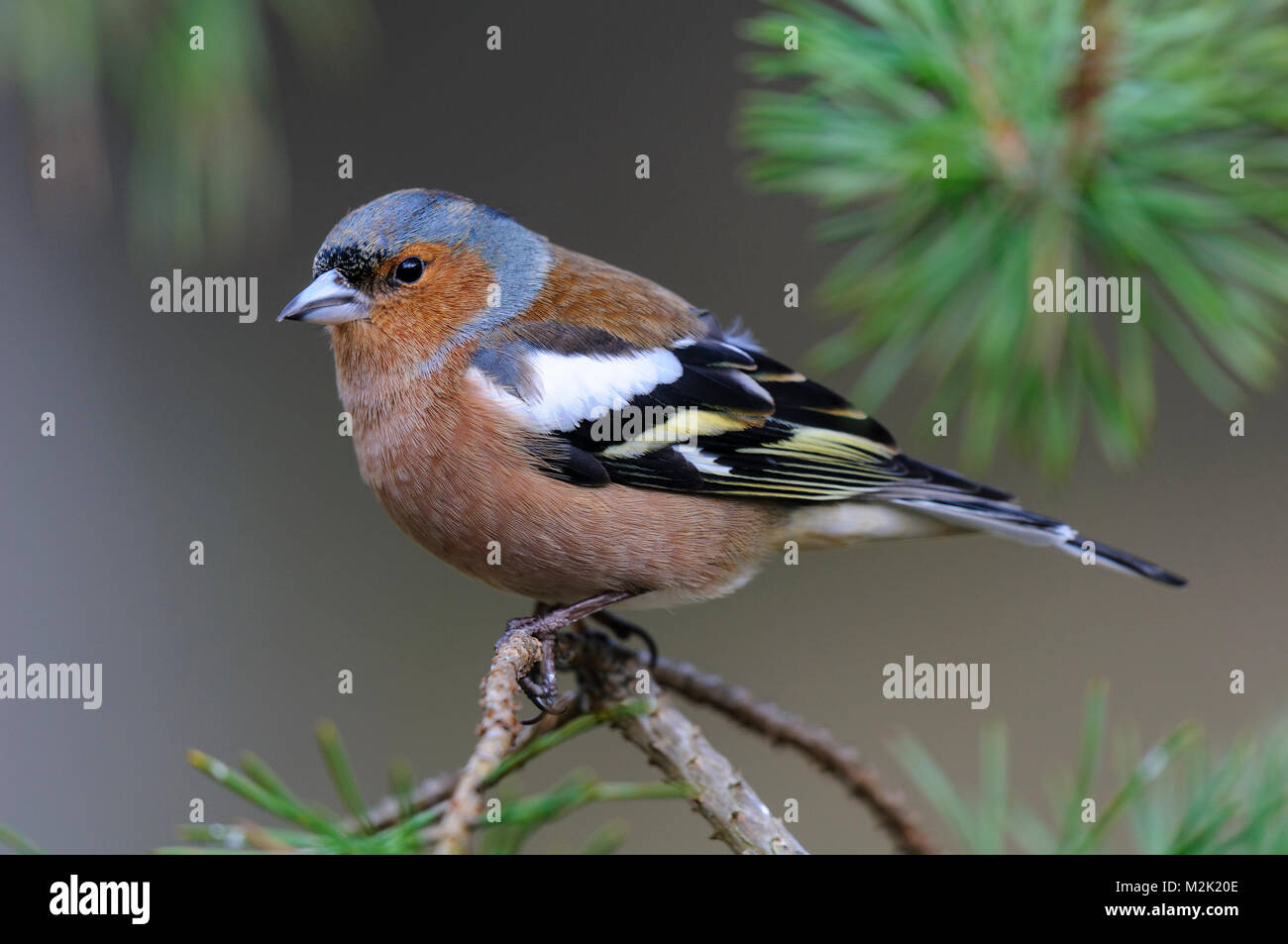 (Fringuello Fringilla coelebs), maschio adulto appollaiato su un ramoscello di pino a Loch Garten, Inverness-shire, Scozia. Marzo. Foto Stock