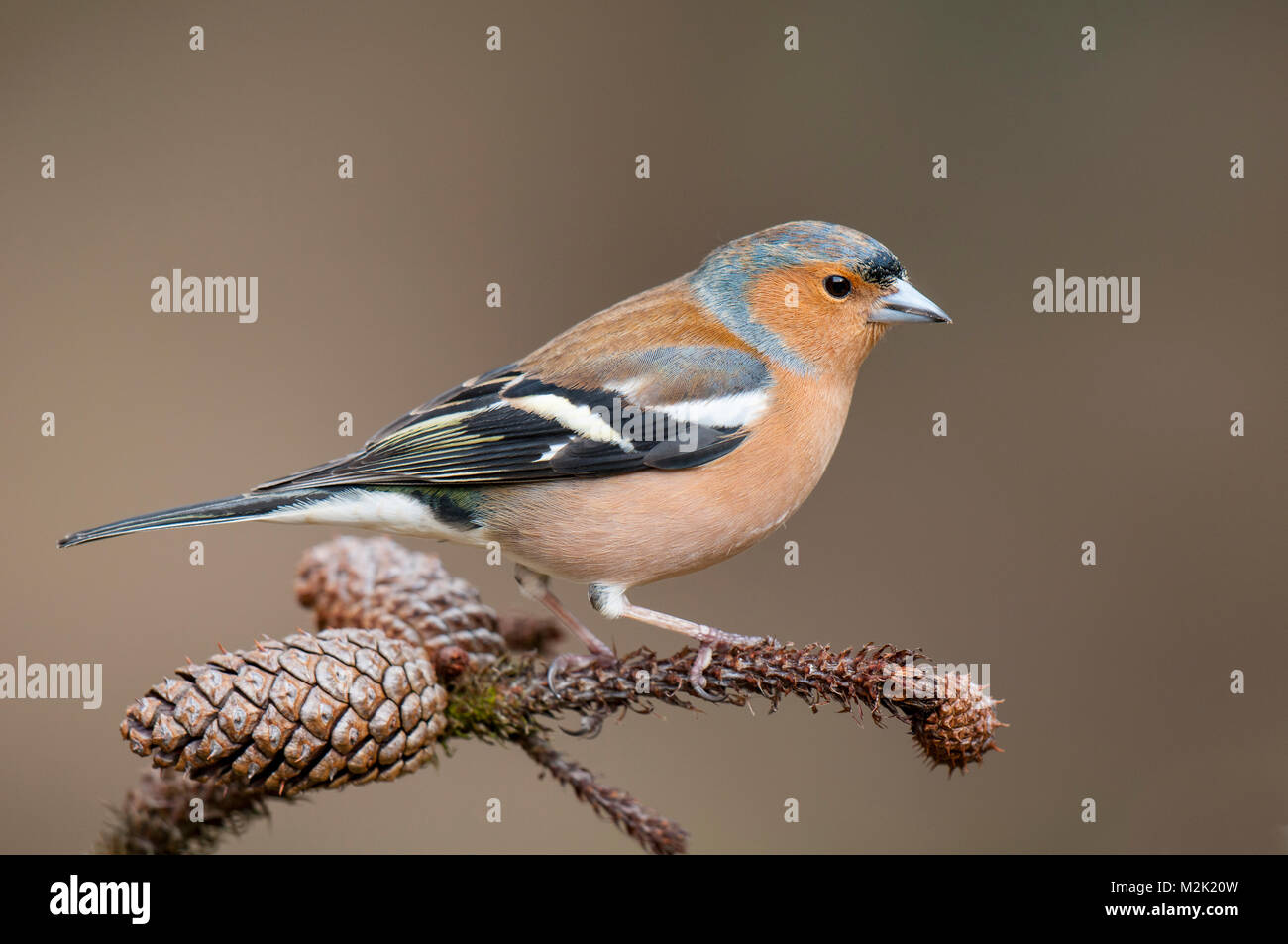 (Fringuello Fringilla coelebs), maschio adulto appollaiato su un ramoscello di pino a Loch Garten, Inverness-shire, Scozia. Marzo. Foto Stock