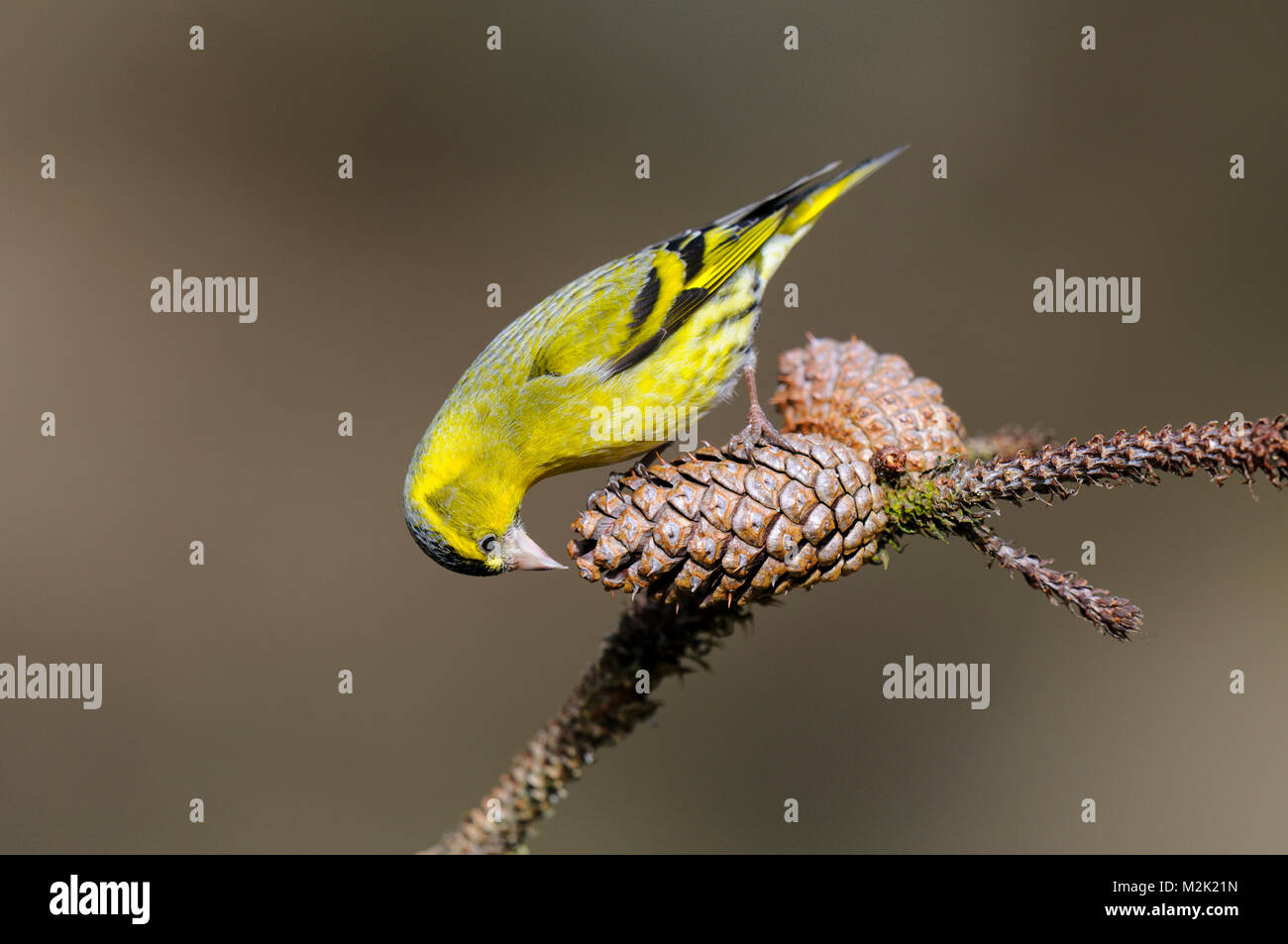 (Lucherino Carduelis spinus), maschio adulto appollaiato su un cono di pino durante il tentativo di estrarre i suoi semi a Loch Garten, Inverness-shire, Scozia. Marzo. Foto Stock
