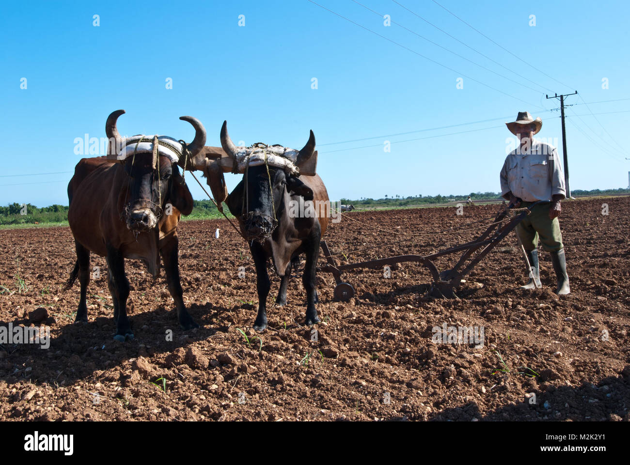 Agricoltore campo di aratura con buoi, provincia Granma, Cuba Foto Stock