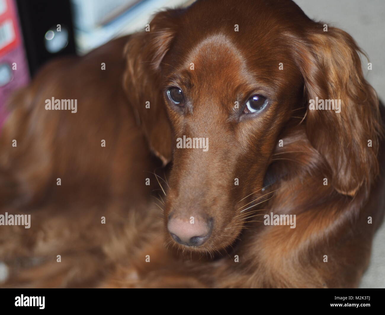 Setter sonno Foto Stock