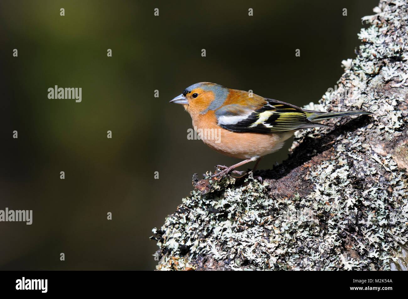 (Fringuello Fringilla coelebs), maschio adulto appollaiato su un lichen incrostati di tronco di albero a Loch Garten, Inverness-shire, Scozia. Marzo. Foto Stock