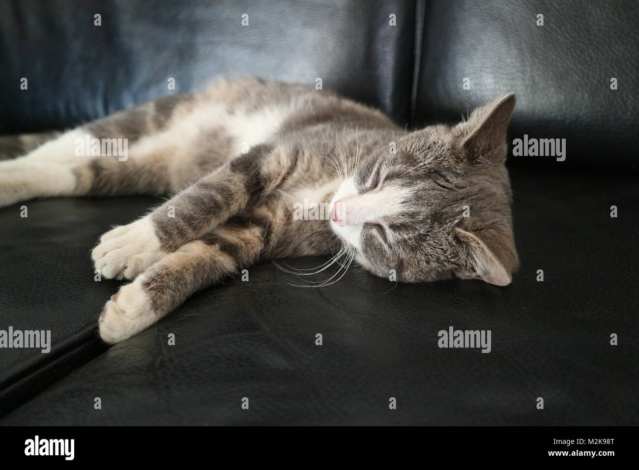 Un gatto sdraiato su un lettino Foto Stock
