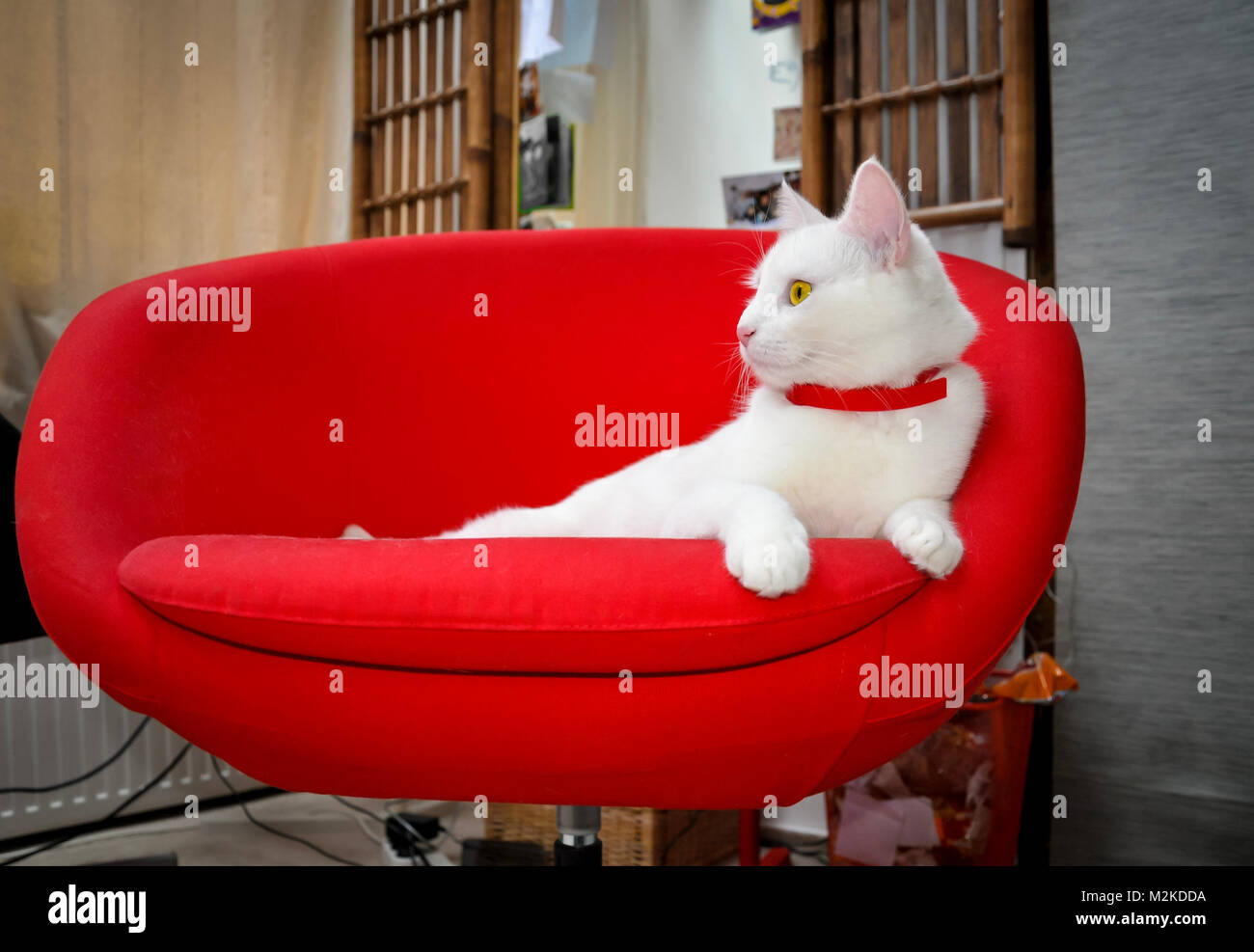 Bellissimo gatto bianco con gli occhi gialli seduta in rosso Poltrona scrivania Foto Stock