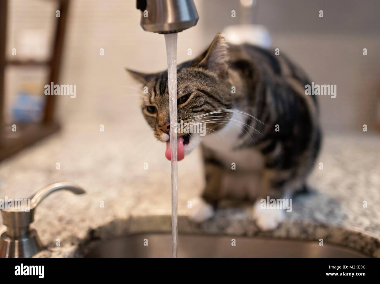 Gatto di bere acqua dal rubinetto di cucina Foto stock - Alamy