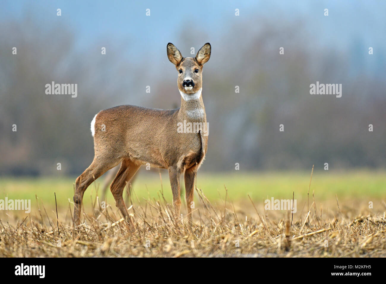Wild capriolo in un campo Foto Stock