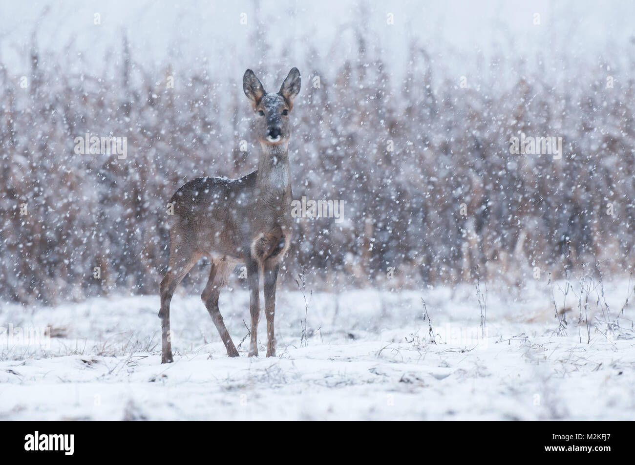 Wild capriolo in una tempesta di neve Foto Stock
