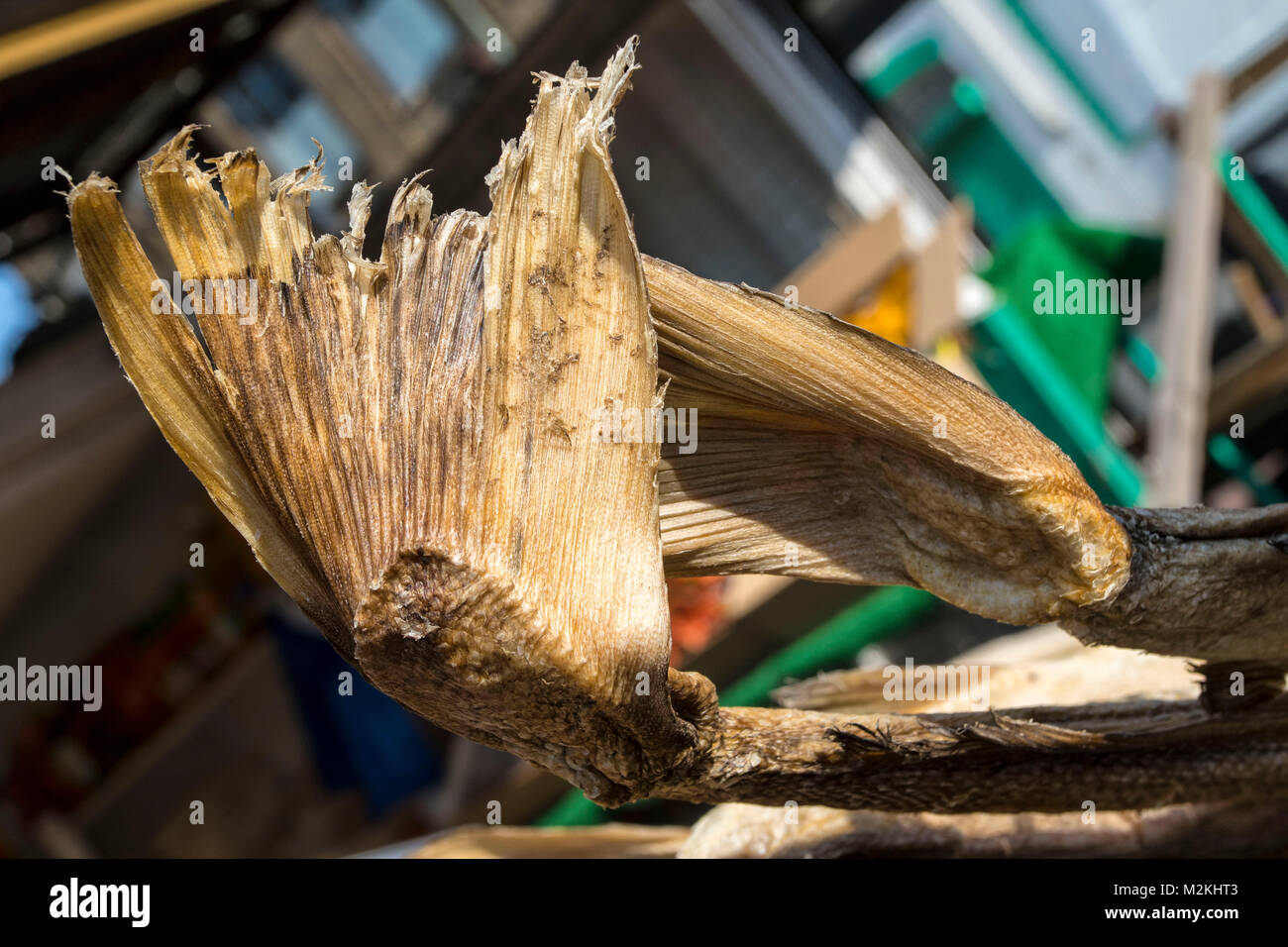 Cibo Saltfish still-life fotografia Foto Stock