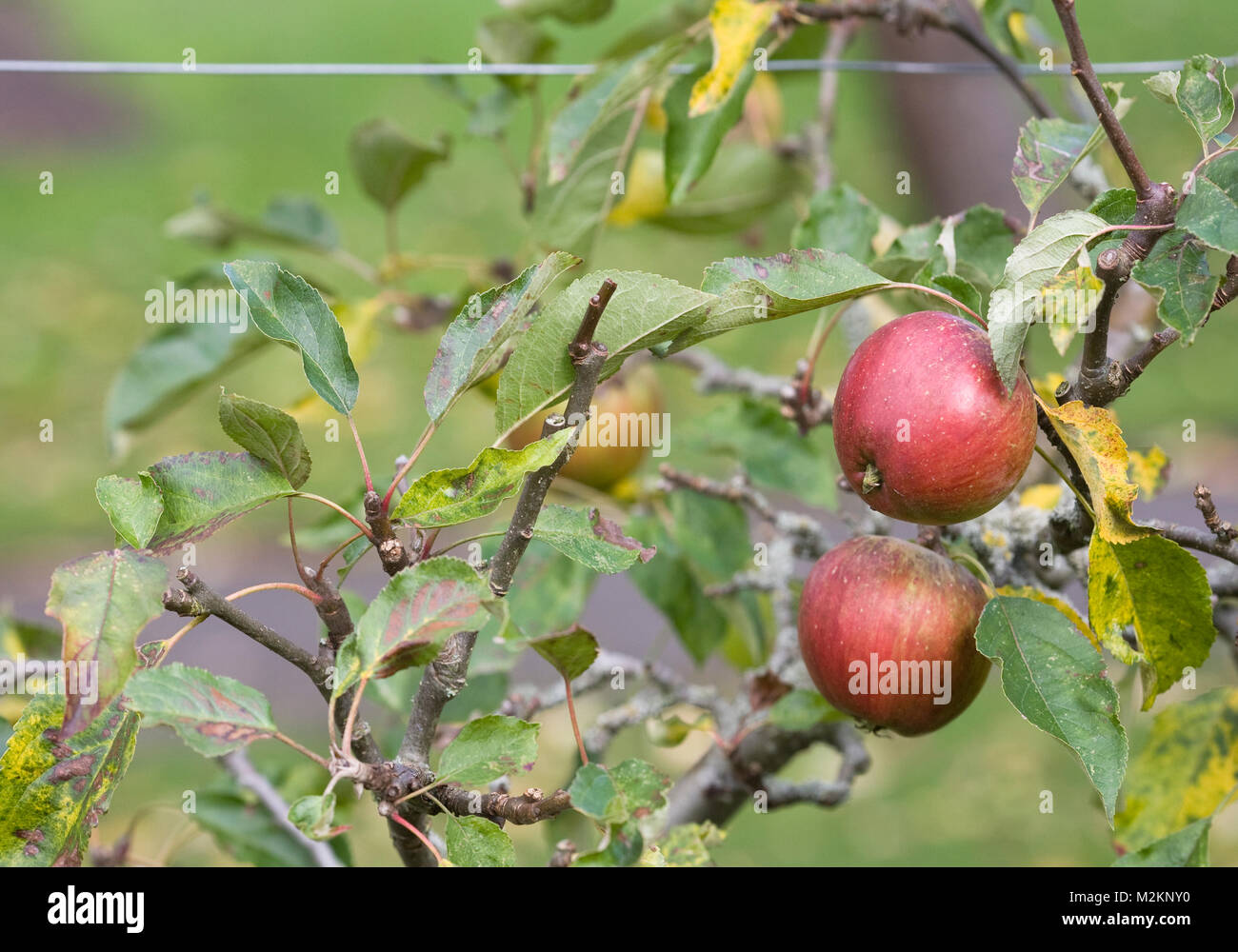 Malus domestica 'William Crump'. Le mele che cresce su un telaio. Foto Stock