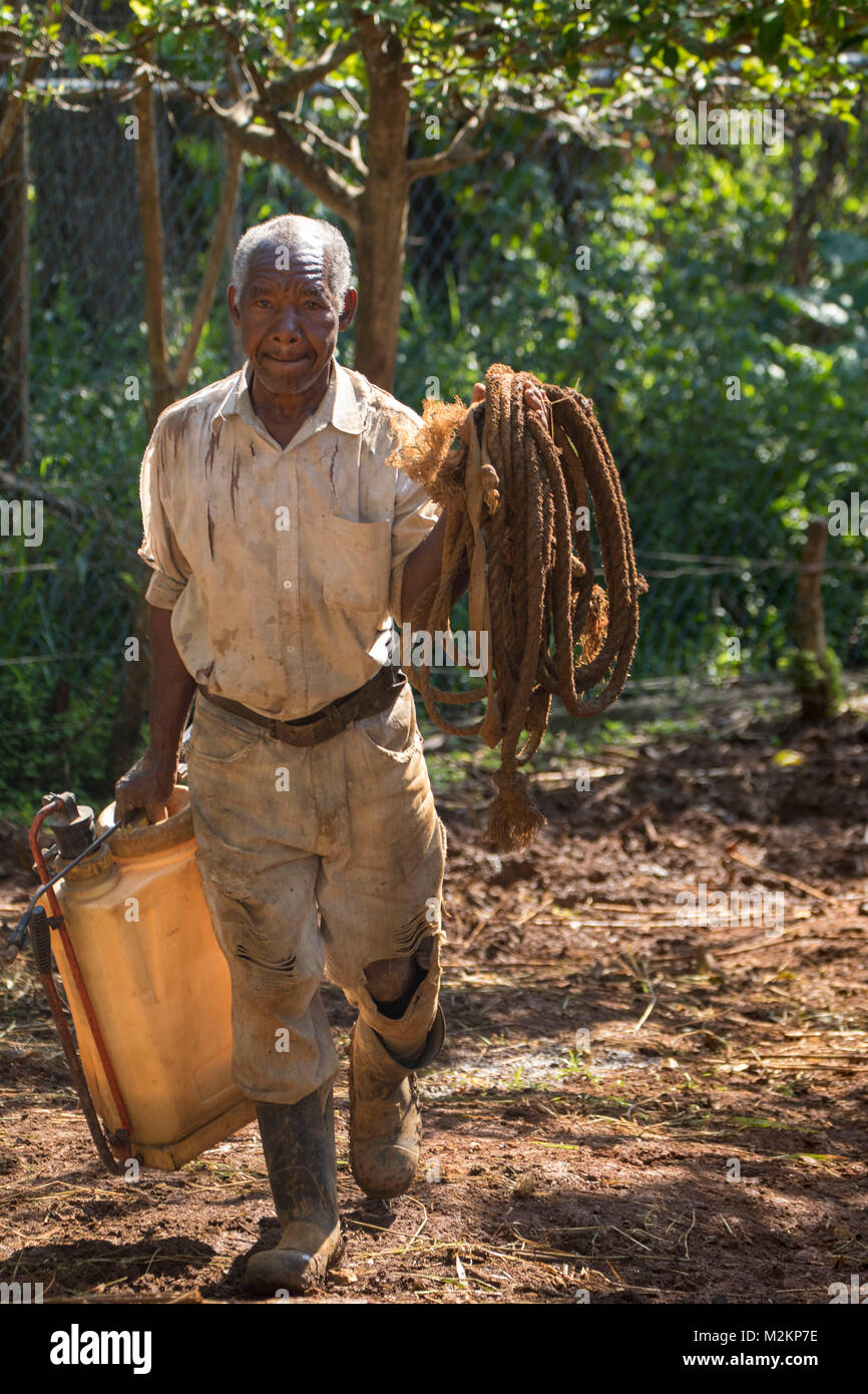 Fratello 'D' giamaicano di terza età cowboy, parrocchia di Manchester, Giamaica,West Indies, dei Caraibi Foto Stock