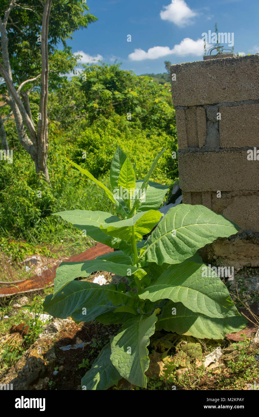 Pianta di tabacco crescente selvatici al sole paesaggio della parrocchia di Manchester, Giamaica, West Indies, dei Caraibi Foto Stock