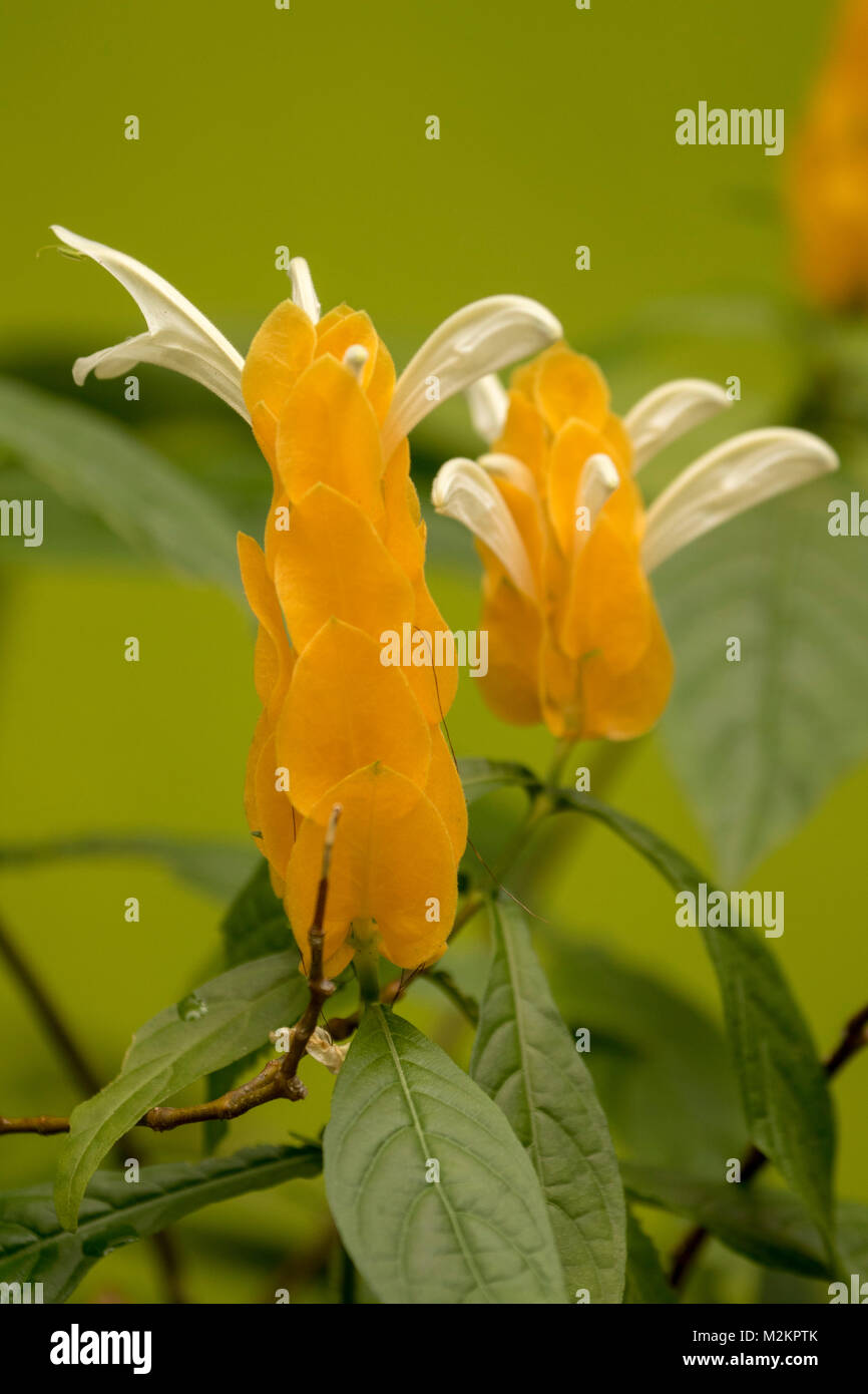 Gamberi d'oro fiore in fiore, Ocho Rios, Giamaica, West Indies, dei Caraibi Foto Stock