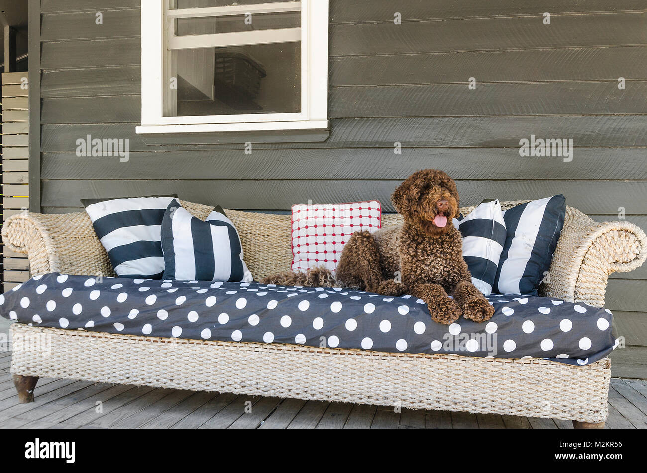 Marrone cioccolato labradoodle posa su un lounge. Foto Stock