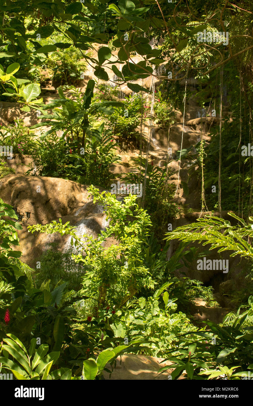 Mahoe cade nel Cayoba Botanic Gardens, Ocho Rios, Giamaica, West Indies, dei Caraibi Foto Stock