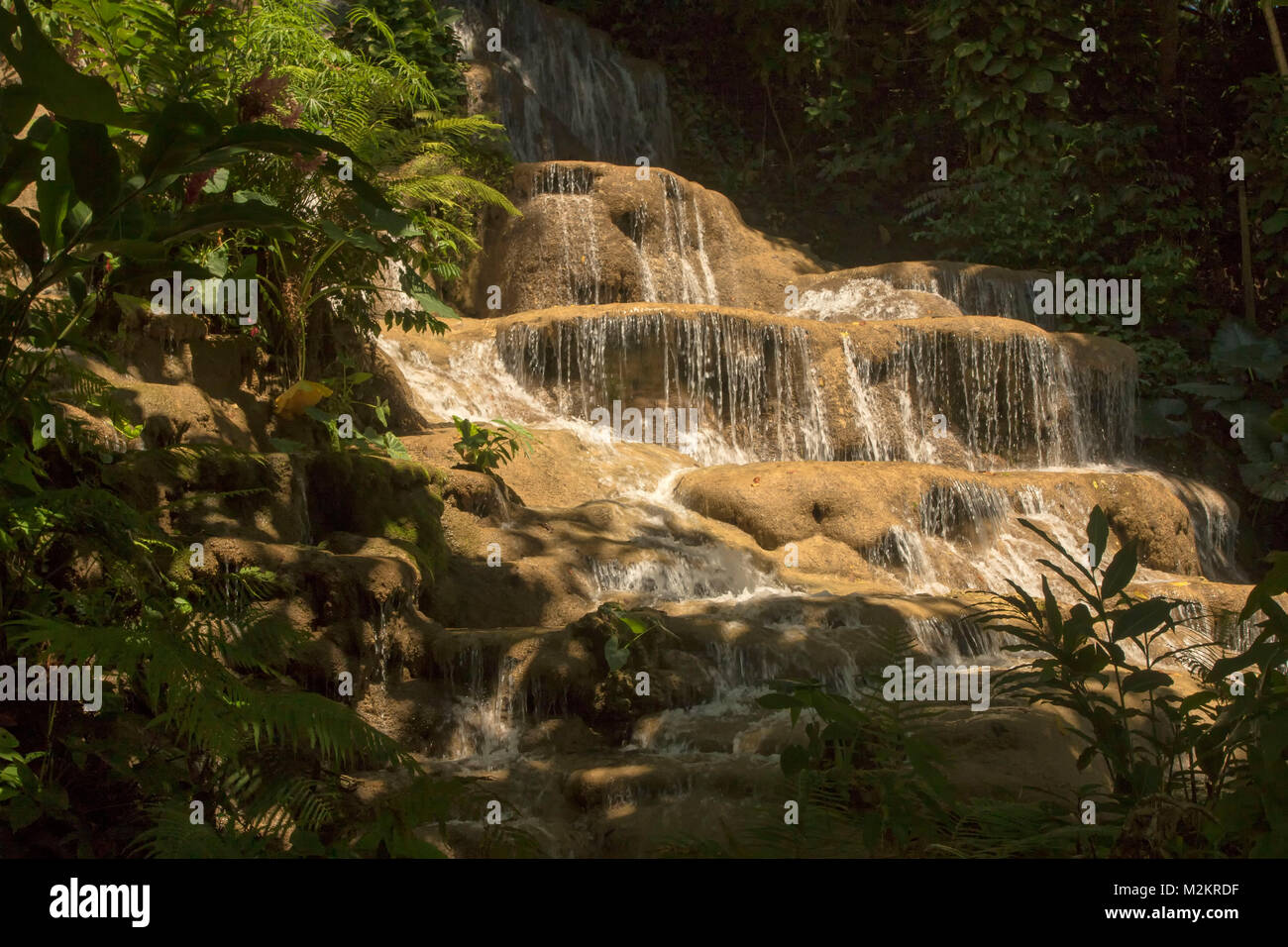 Mahoe cade nel Cayoba Botanic Gardens, Ocho Rios, Giamaica, West Indies, dei Caraibi Foto Stock