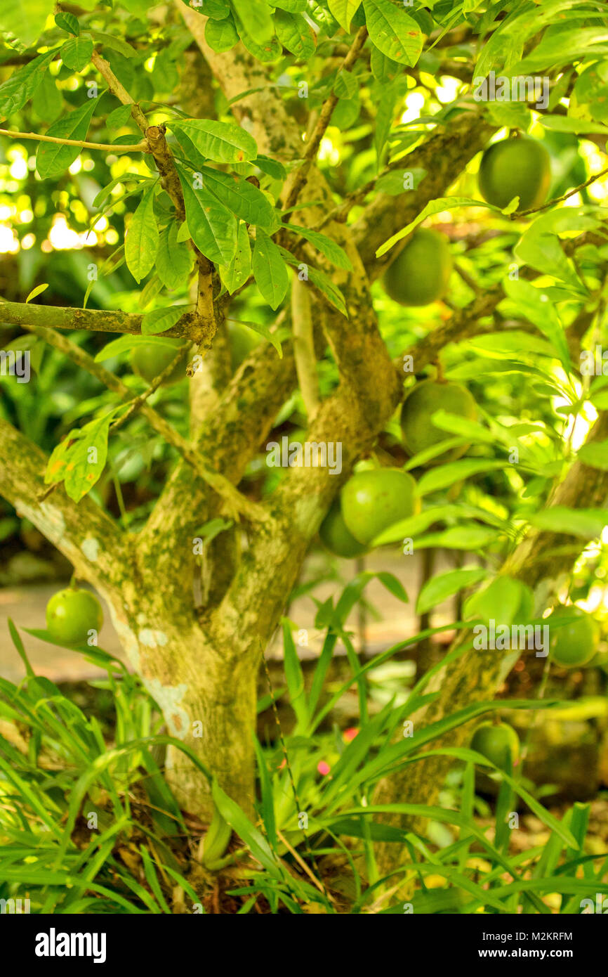 Alberi in Il Coyaba Botanic Gardens, Ocho Rios, Giamaica, West Indies, dei Caraibi Foto Stock