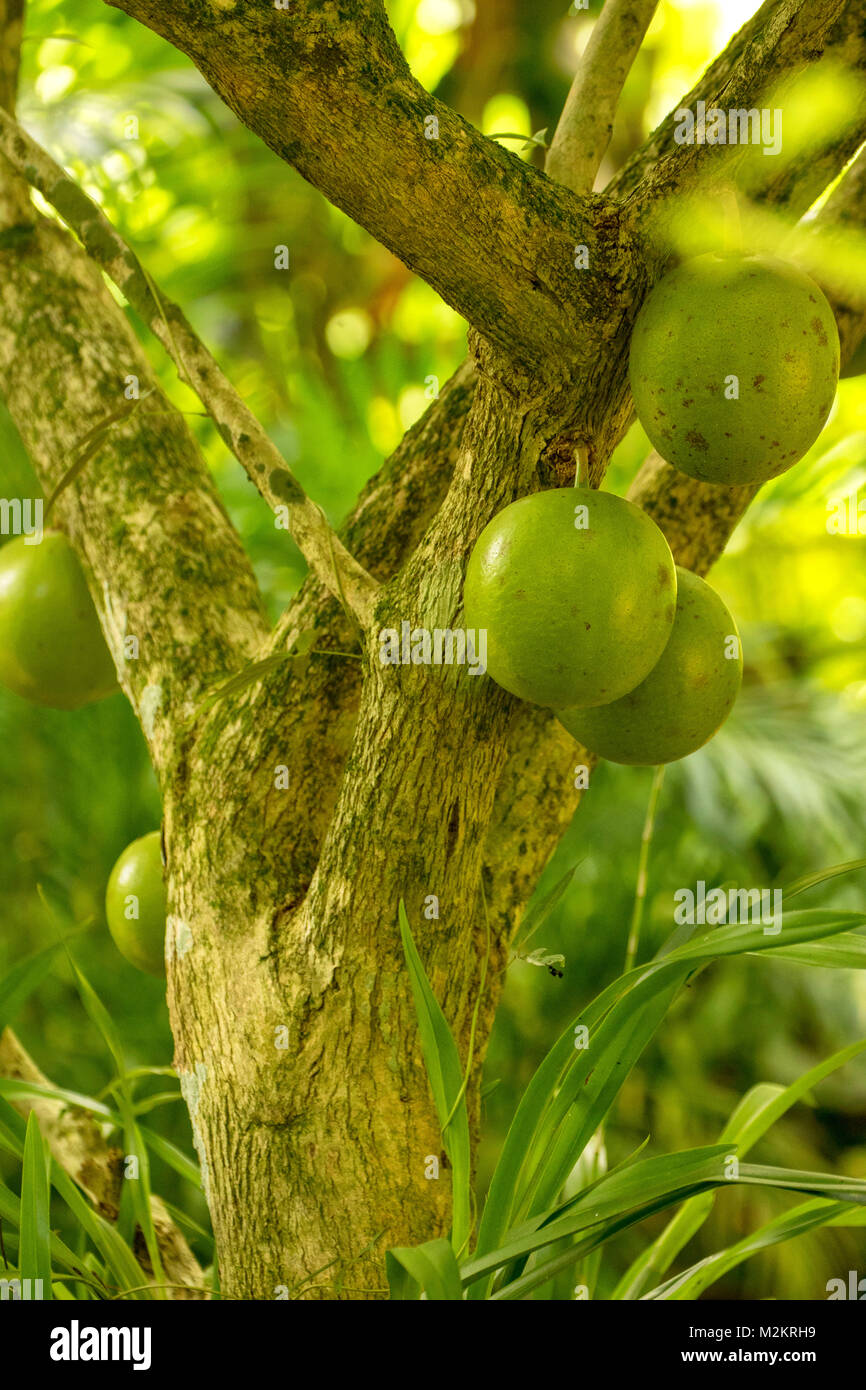 Alberi in Il Coyaba Botanic Gardens, Ocho Rios, Giamaica, West Indies, dei Caraibi Foto Stock