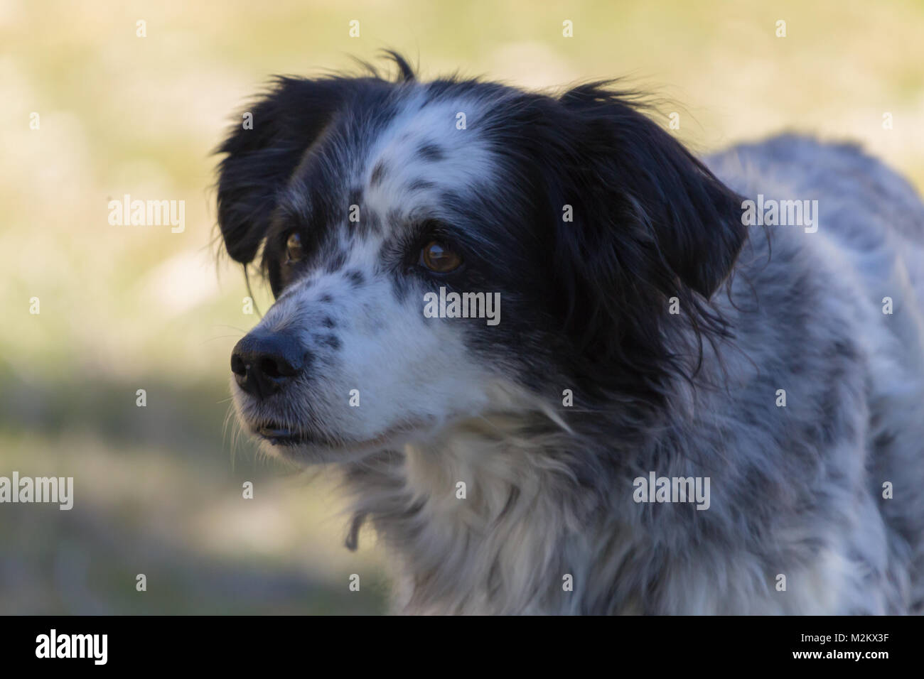 Springer Spaniel Cross, cane,Canis lupus familiaris, maschio adulto cane, Foto Stock