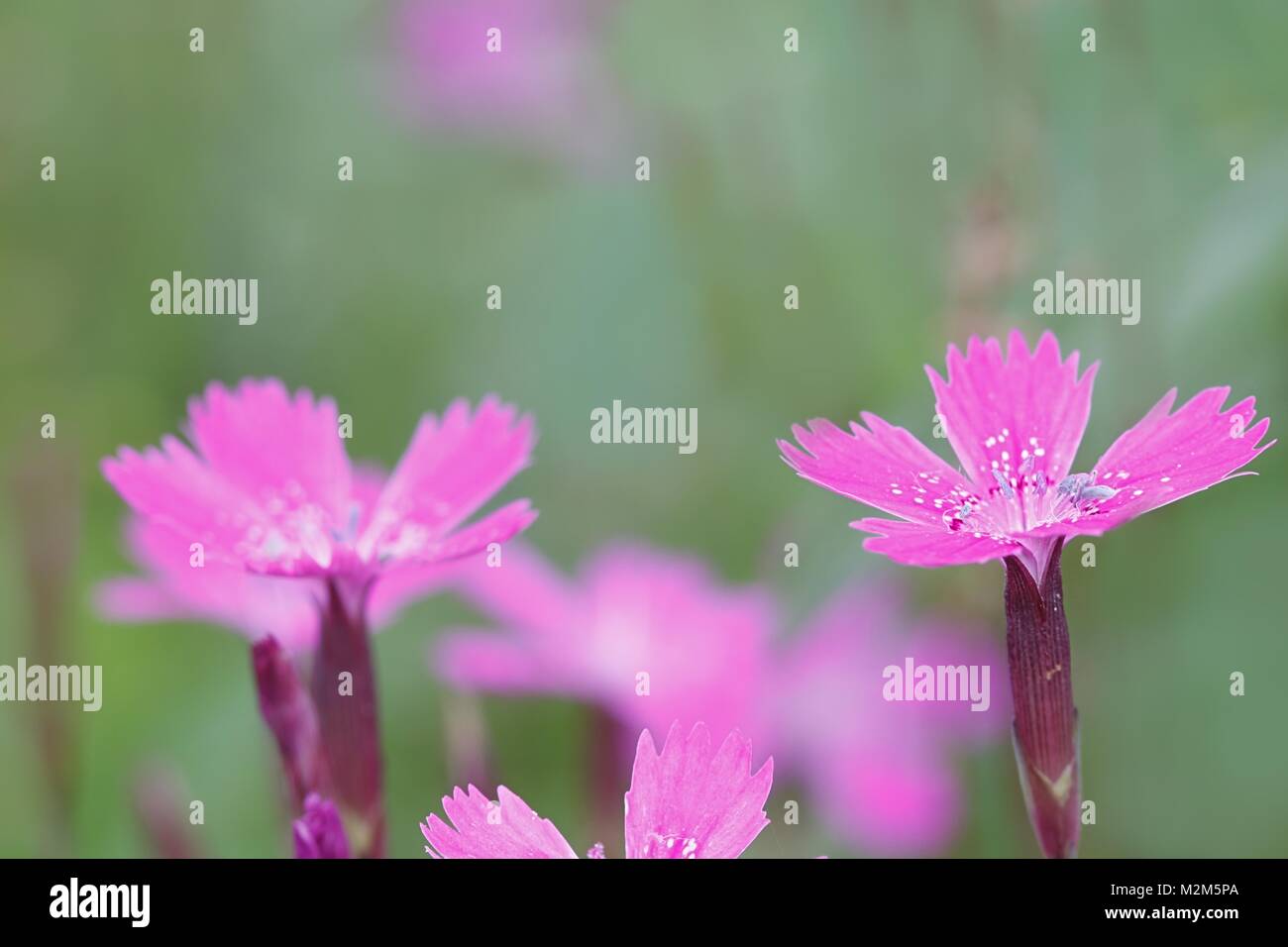 Maiden rosa, Dianthus deltoides, crescente selvatici in Finlandia Foto Stock