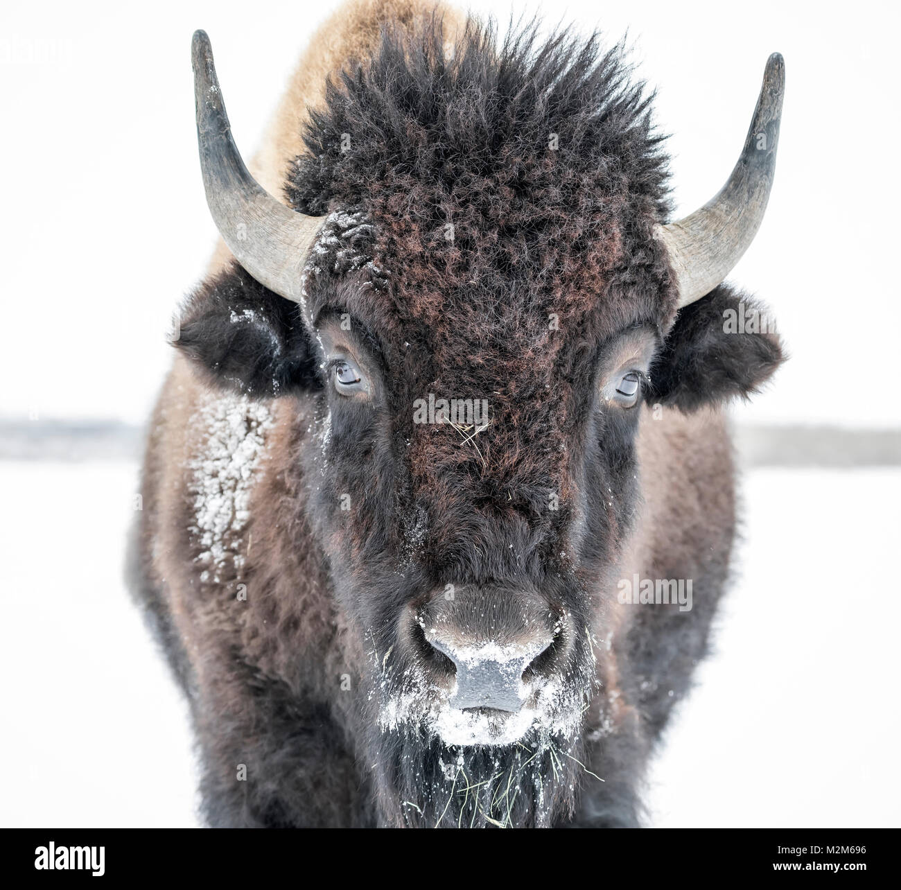 Le pianure Bison (Bison bison bison) o bufalo americano, in inverno, Equitazione Mountain National Park, Manitoba, Canada. Foto Stock