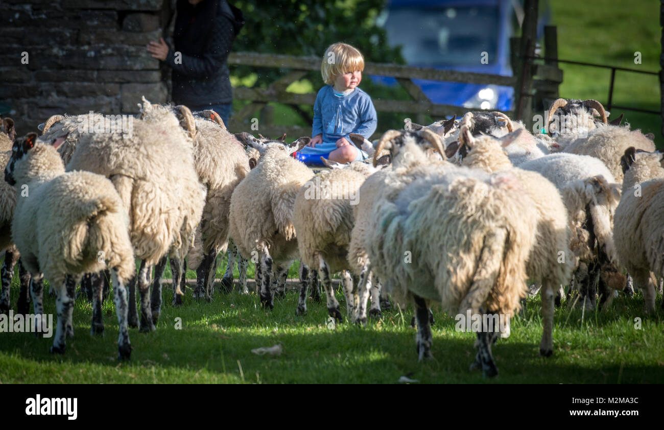 Ragazzo giovane si siede sul tavolo come gregge di pecore gestito da, Yorkshire Dales, REGNO UNITO Foto Stock