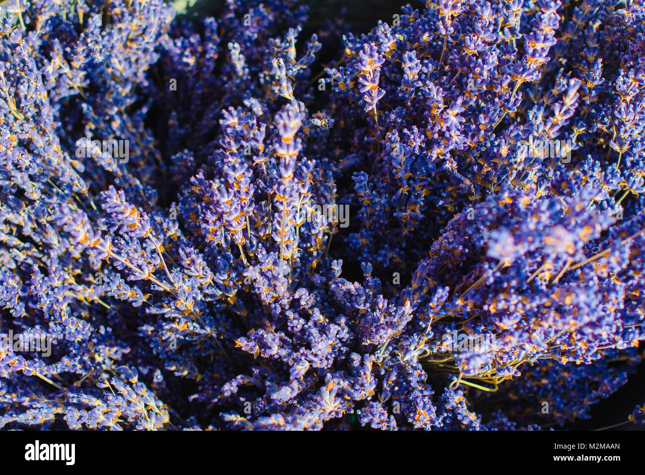 La lavanda per tutto il tragitto verso il basso Foto Stock