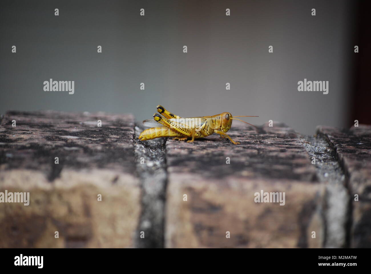 Un tipo di campionatore - OL6287773 Foto Stock