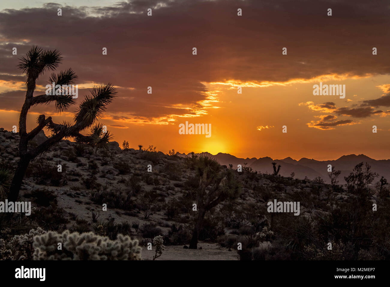 Tramonto nella valle di Yucca Joshua Tree in California Foto Stock