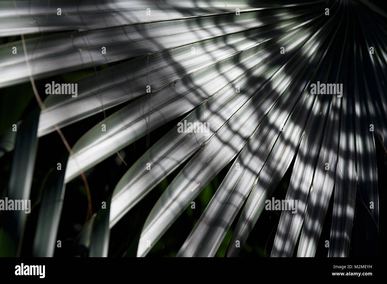 Foglie di palmo luce ombre amaca Everglades della Florida Foto Stock