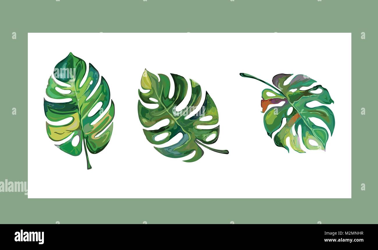 Set di vettore di foglie tropicali. Tre diversi tipi di mostera deliciosa. Illustrazione Vettoriale
