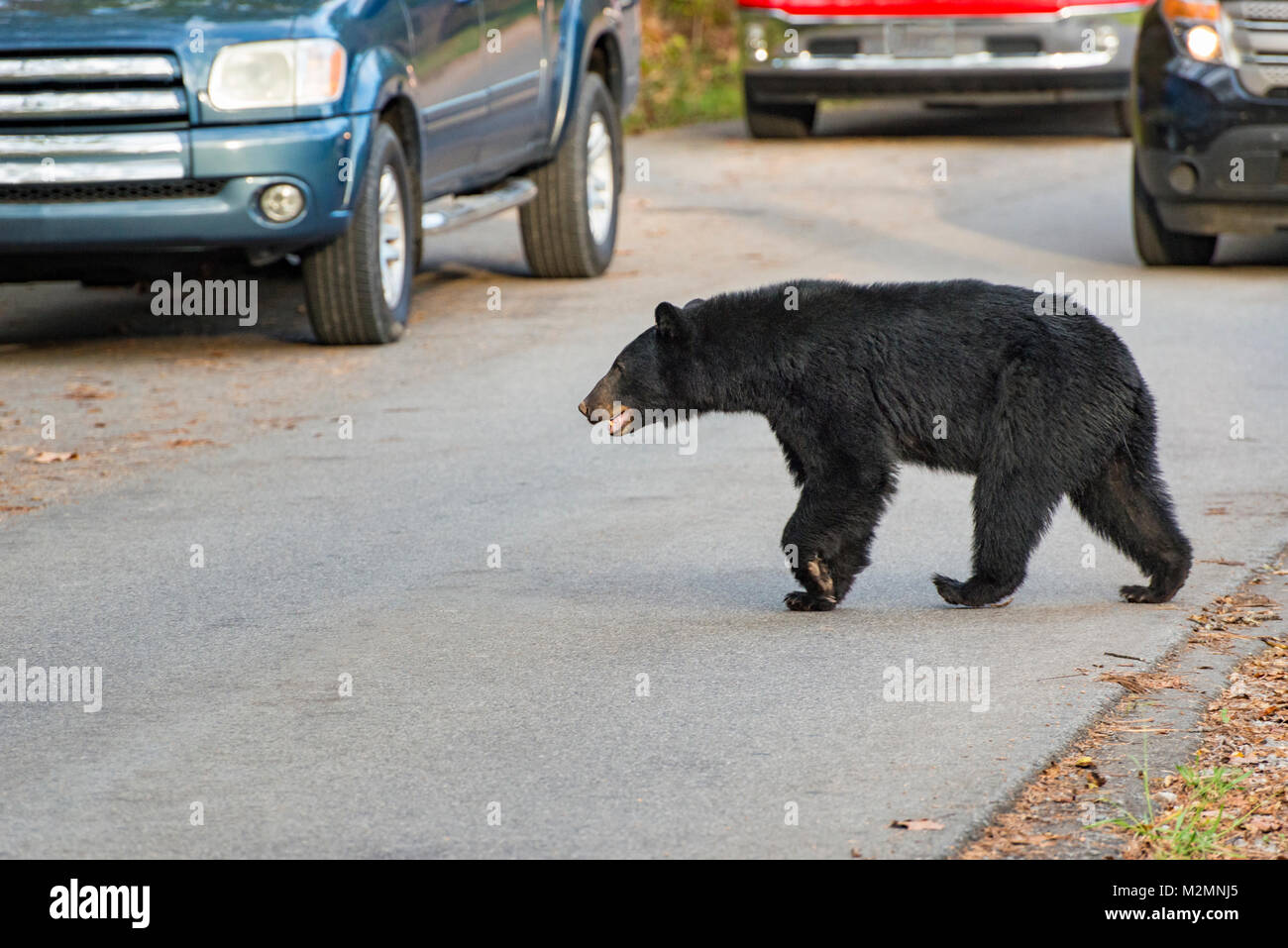 Inquadratura orizzontale di un nero bearcrossing la strada in Cades Cove area della Smoky Mountains National Park. Non vi è traffico sulla strada. Foto Stock