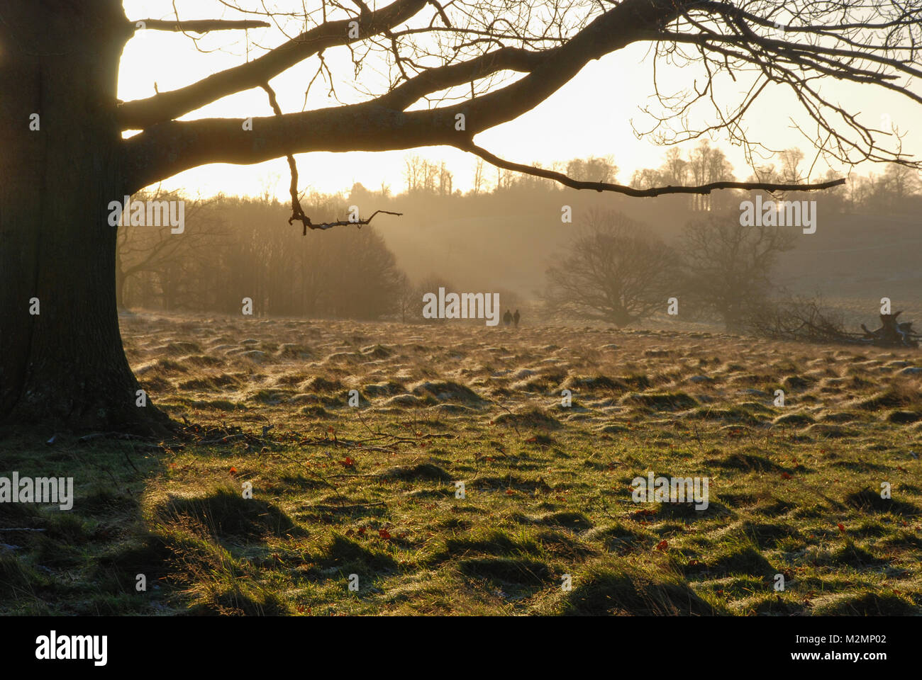 La mattina presto il paesaggio a Petworth Park nel West Sussex, Regno Unito. Una bella e soleggiata ma gelida giornata invernale nella campagna inglese. Foto Stock