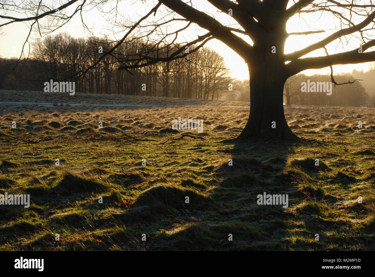 La mattina presto il paesaggio a Petworth Park nel West Sussex, Regno Unito. Una bella e soleggiata ma gelida giornata invernale nella campagna inglese. Foto Stock