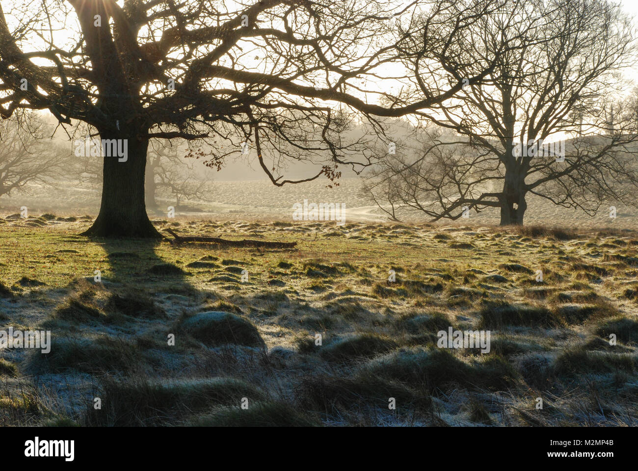La mattina presto il paesaggio a Petworth Park nel West Sussex, Regno Unito. Una bella e soleggiata ma gelida giornata invernale nella campagna inglese. Foto Stock